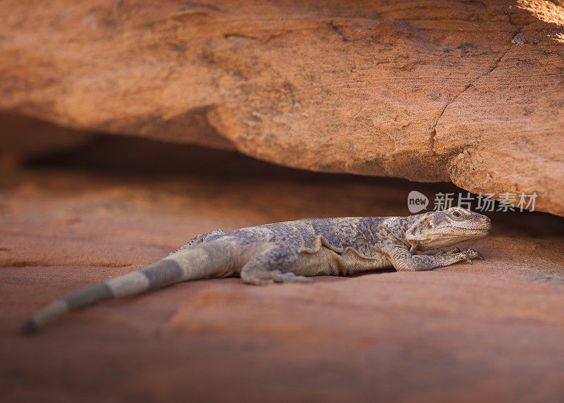 普通Chuckwalla Lizard (Sauromalus ater)